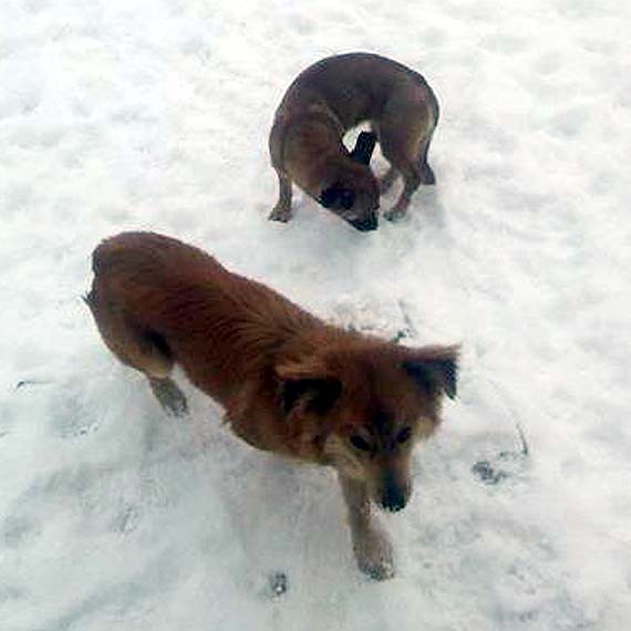 Dwa małe kundelki szukają ciepłego domu