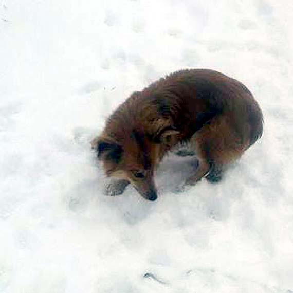 Dwa małe kundelki szukają ciepłego domu