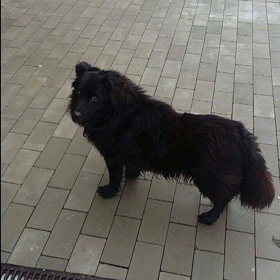 Moe to Twj psiak bka si po Kamieniu Pomorskim?