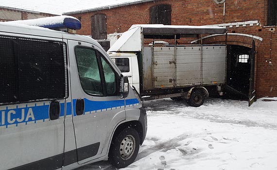 Zatrzymani z�odzieje byd�a hodowlanego w zachodniopomorskim