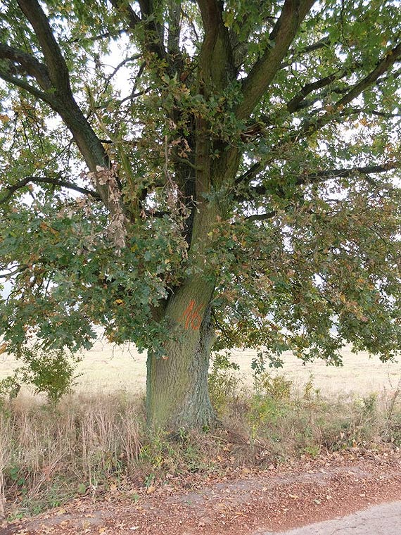 Zmiany dotyczce usunicia drzew