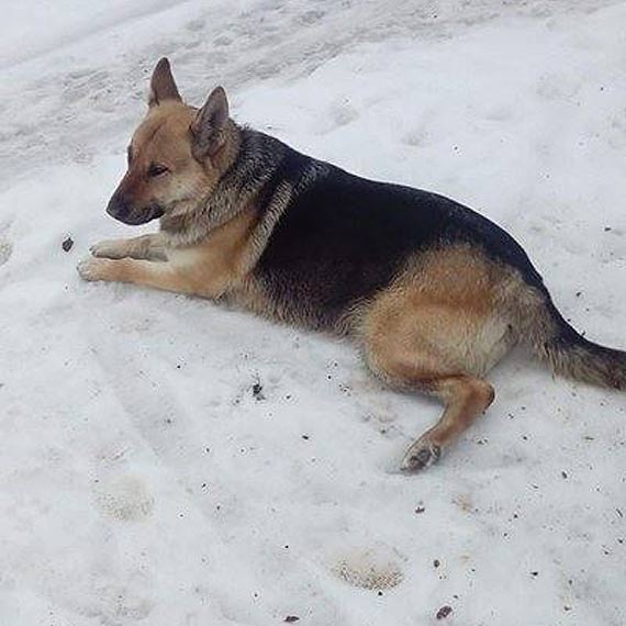 Zagubiony pies szuka waciciela