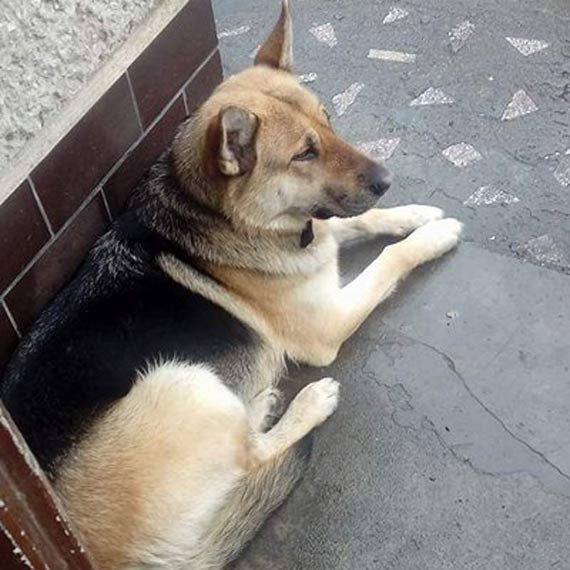 Zagubiony pies szuka waciciela