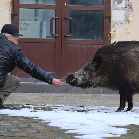 Selfik z dzikiem? Takie rzeczy tylko w �winouj�ciu! Zobacz film!