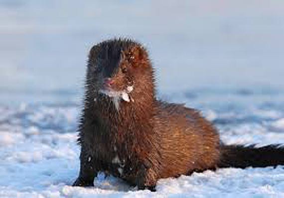 Temat budowy fermy norek powraca