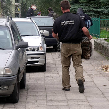 Jenot biegał po ulicach stargardzkiej starówki