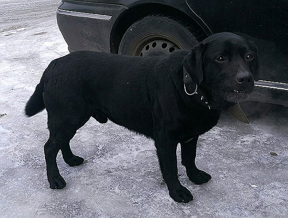 W Dargobdzu od kilka dni bka si pies! Poszukujemy jego waciciela