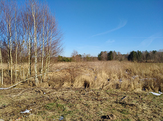 Tu na razie jest ciernisko… tym razem w Golczewie