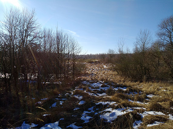 Tu na razie jest ciernisko… tym razem w Golczewie