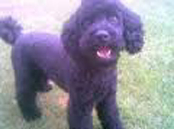 W Kamieniu Pomorskim zaginęła Luna!