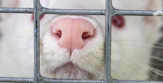 Ferma norek - Kolejne fakty