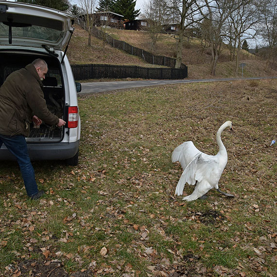 Cztery abdzie po leczeniu na wolnoci. Zobacz film!