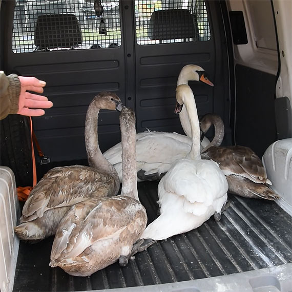 Cztery łabędzie po leczeniu na wolności. Zobacz film!