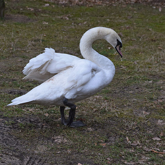 Cztery łabędzie po leczeniu na wolności. Zobacz film!