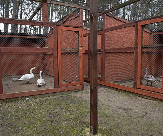 Cztery łabędzie po leczeniu na wolności. Zobacz film!