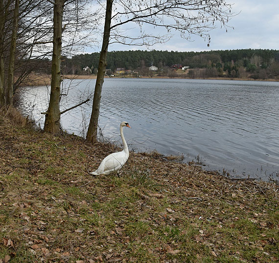 Cztery łabędzie po leczeniu na wolności. Zobacz film!