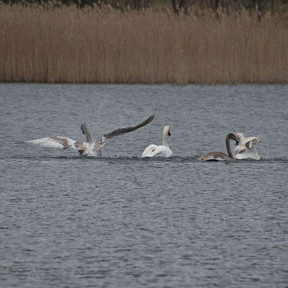 Cztery łabędzie po leczeniu na wolności. Zobacz film!