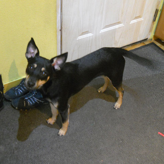 Waciciele prosz o pomoc w odnalezieniu psa