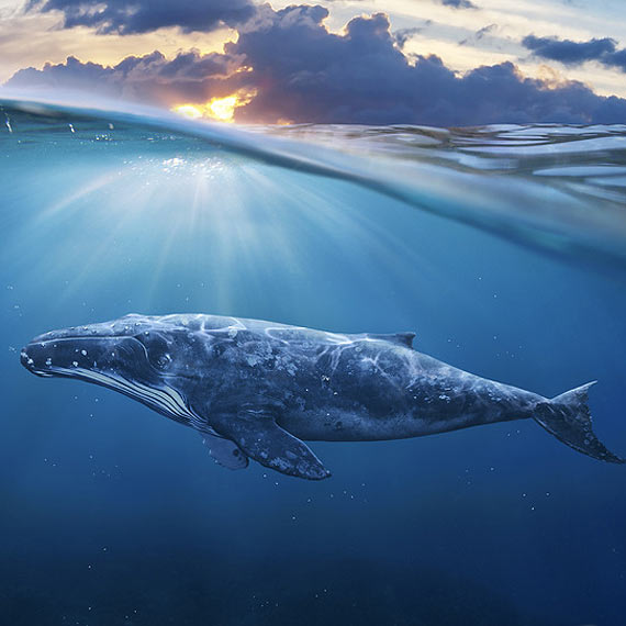 W zachodniopomorskim stwierdzono przypadki gry, która może zabić Twoje dziecko! Niebieski Wieloryb zbiera krwawe żniwa!