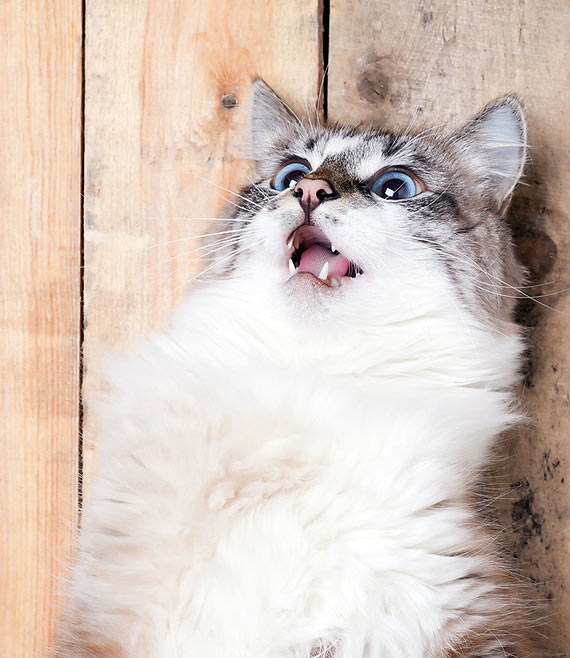 Chcą, by bezpańskich kotów nie przybywało