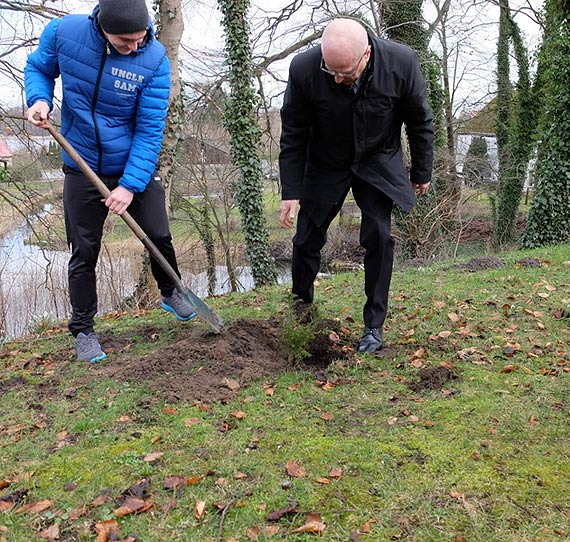 Cis pospolity posadzony