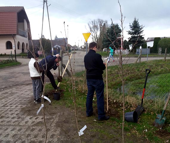Posadzili drzewa w Trzebieszewie