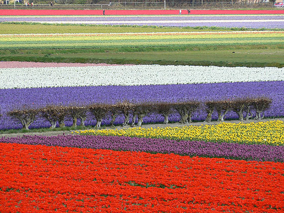 Krlestwo tulipanw otworzyo swoje podwoje!