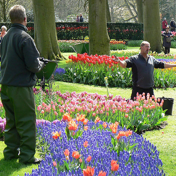 Krlestwo tulipanw otworzyo swoje podwoje!