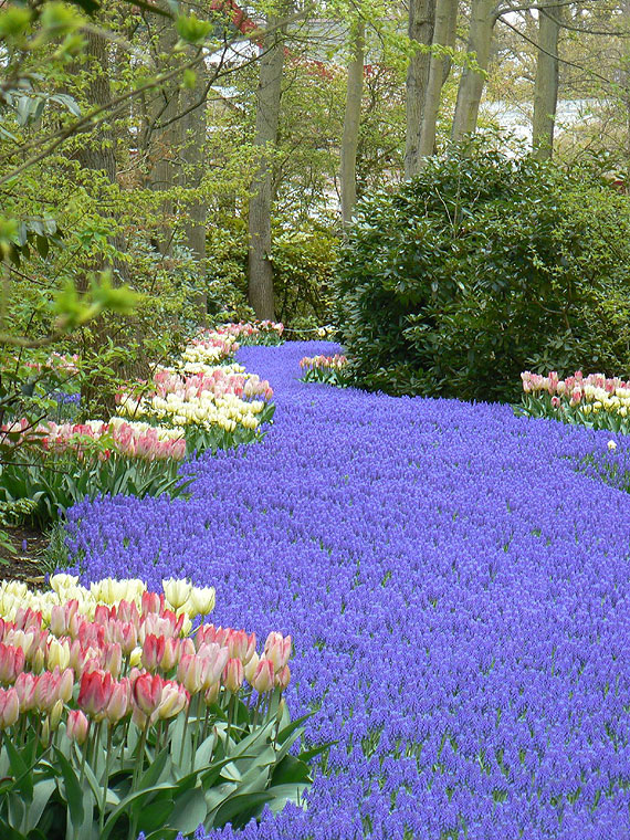 Krlestwo tulipanw otworzyo swoje podwoje!