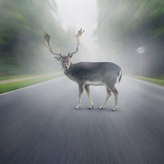 Renault dachowao na trasie Wiseka - Koczewo. Na drog wybiega sarna