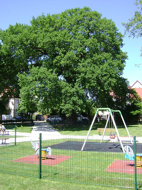 Db Karczmarz w oglnopolskim konkursie