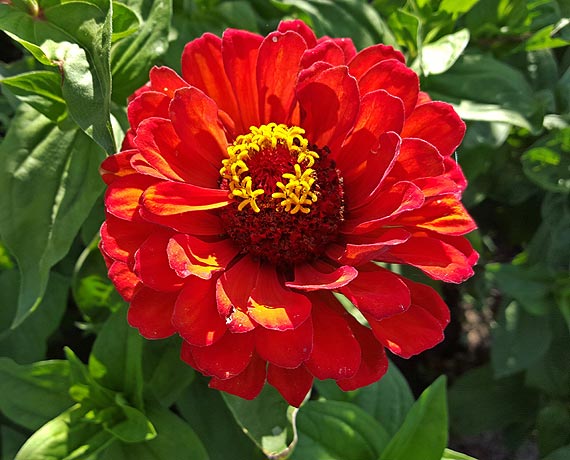 Midzyzdroje uton w kwiatach za prawie 150 tysicy