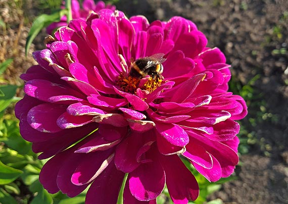 Midzyzdroje uton w kwiatach za prawie 150 tysicy