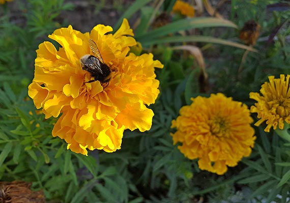 Midzyzdroje uton w kwiatach za prawie 150 tysicy