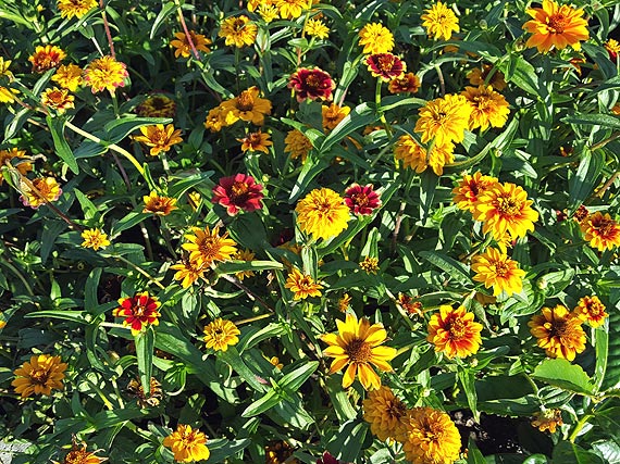 Midzyzdroje uton w kwiatach za prawie 150 tysicy