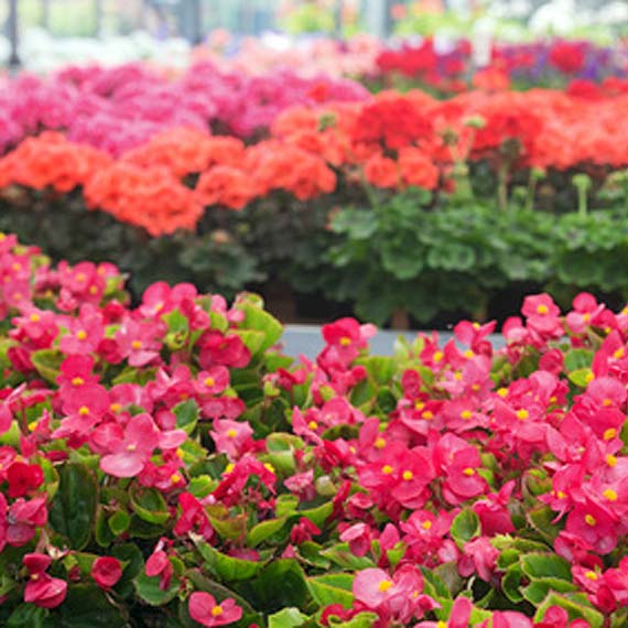 Golczewo w begoniach