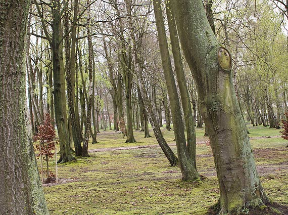 Renowacja jednego z dziwnowskich parkw