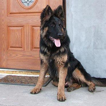 Wolin: Szukamy owczarka Niko