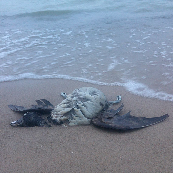Czytelnik: Co się dzieje na plaży w Dziwnówku? Średnio co pół metra leży martwe ptactwo