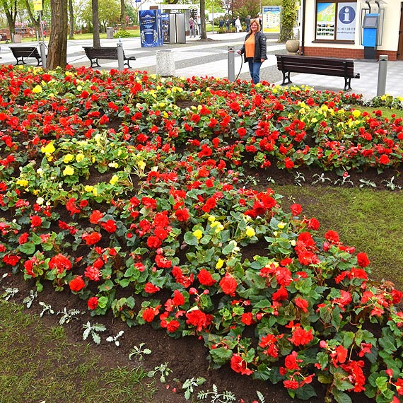 W Midzyzdrojach kwiaty agodz obyczaje