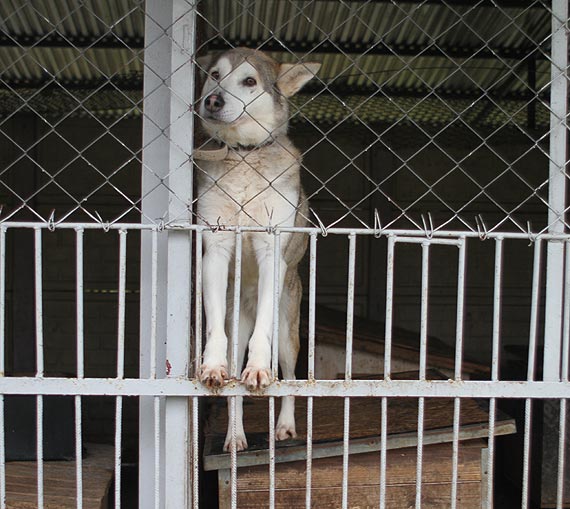 I Sosnowicki Rajd na Szeciu apach