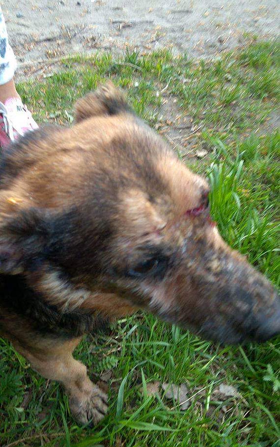 Chcieli zabi� psa trafi� do wi�zienia