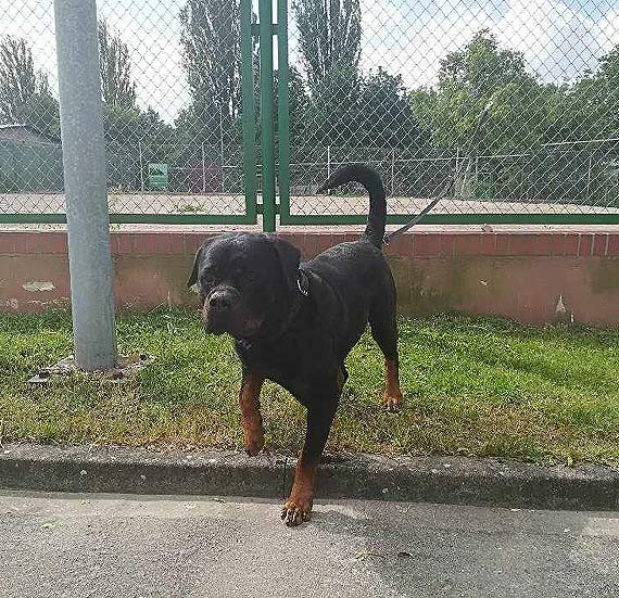 Policyjny pies odnalaz� zaginion� 10 – latk�