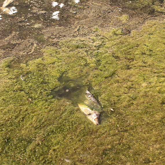 Urzdnicy przeprowadzili wizj lokaln na Jeziorze Wrzosowskim. Bd porzdkowa pla