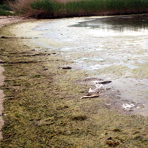 Urzdnicy przeprowadzili wizj lokaln na Jeziorze Wrzosowskim. Bd porzdkowa pla