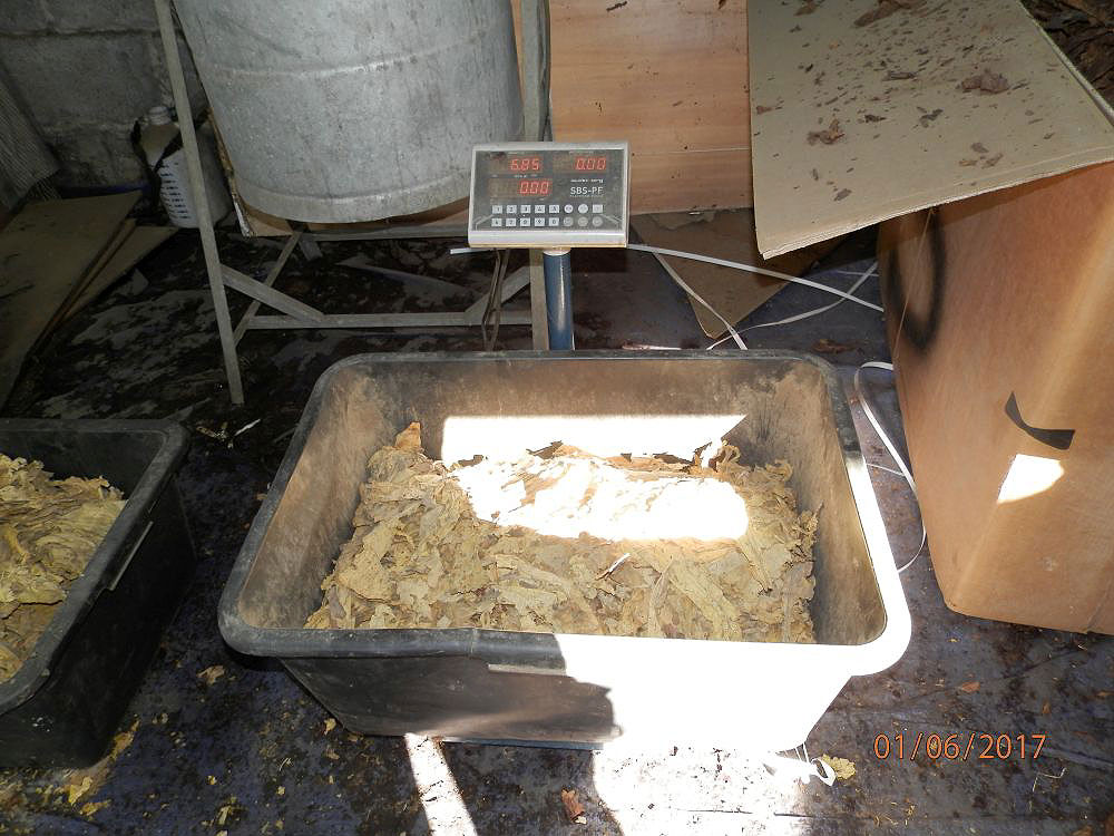 Szczecińscy policjanci zlikwidowali dziuplę i zabezpieczyli lewy tytoń