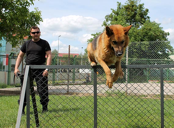 Trwa atestacja ps�w s�u�bowych garnizonu zachodniopomorskiego