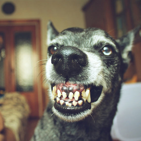 Lekarz weterynarii apeluje - ilo nieszczepionych psw jest zatrwaajca!