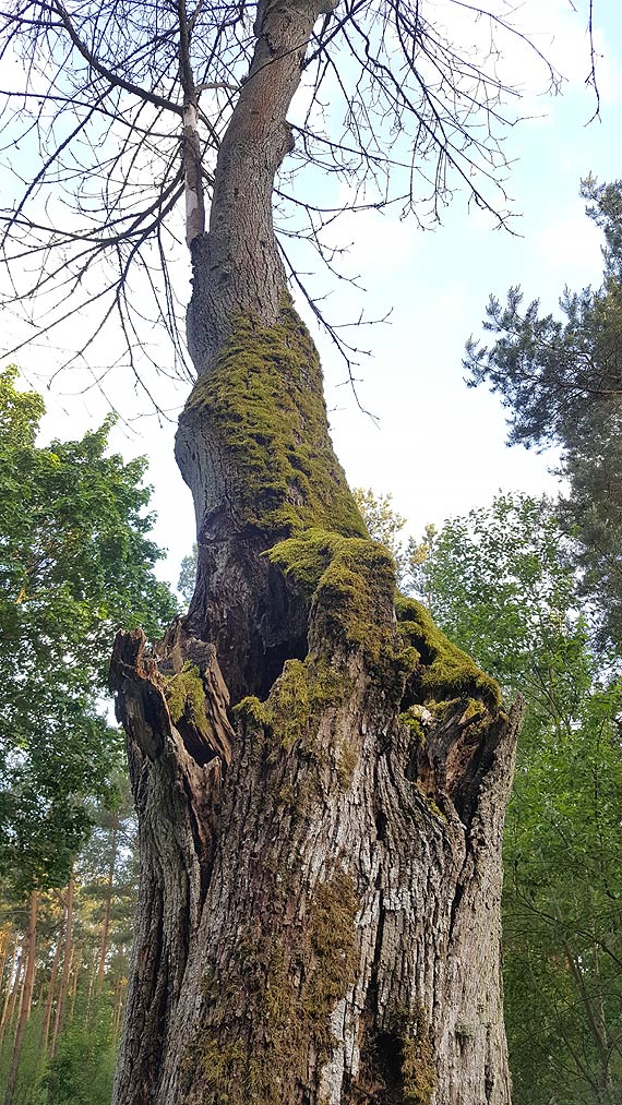 Suche drzewa znikn z drogi midzy Gostyniem a Gostycem? ZDP czeka na zgod na ich wycink