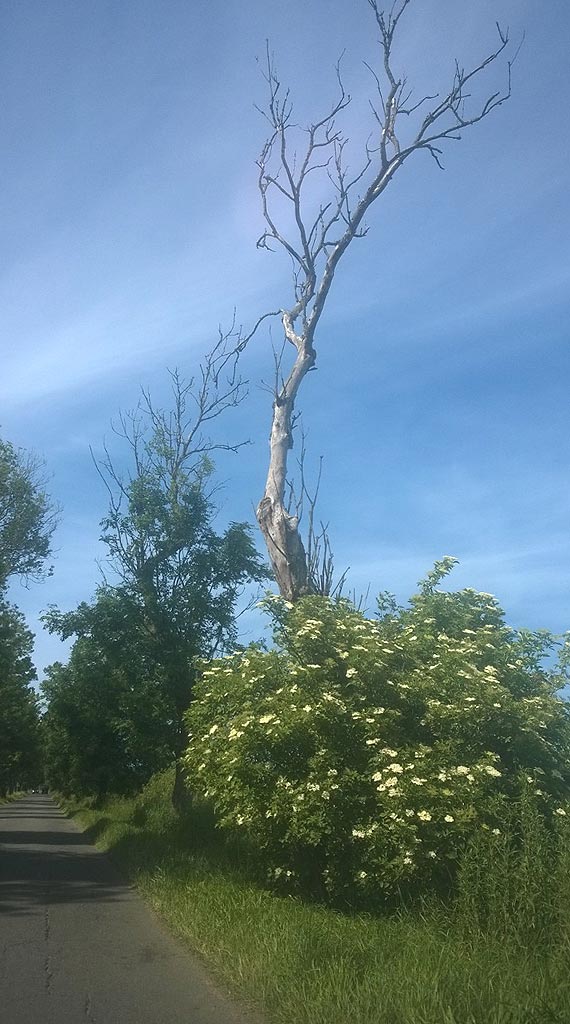 Suche drzewa czyhaj na kierowcw przy drodze Gosty - Pobierowo